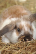 rabbit on hay