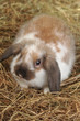 rabbit on hay