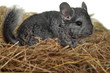 Grey nice chinchilla