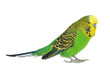 portrait of budgerigar portrait of budgerigar