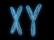 isolierte XY - Chromosome