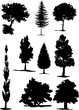 ARBRES ET FORET B