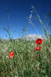 Coquelicots Sainte Victoire