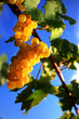 Grappe de raisin
