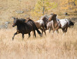 Spotted horse and herd Spotted horse and herd