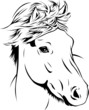 Icelandic Horse - Portrait