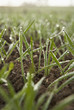 young wheat plants