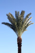 palm tree