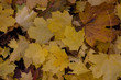 colors of fall