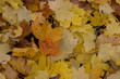 colors of fall