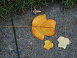 colors of fall