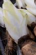 endive