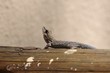 Gazing Gecko
