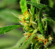 Marijuana