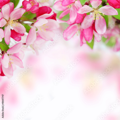 flowers background pictures. apple flowers background