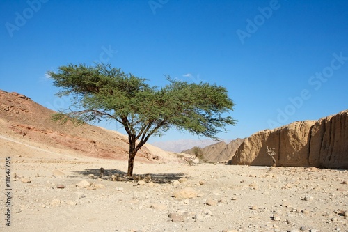 Photo: Acacia tree in the desert near Eilat, Israel Acacia tree in the desert near Eilat, Israel