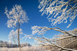 Cold winter day, beautiful hoarfrost and rime on trees.
