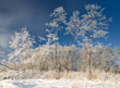 Sunny winter day. Nature, forest, field. Hoarfrost, on trees.