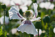 Beautiful white poppy, dancing as a ballerina in the wind