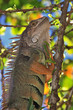 Iguana