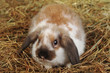 small pretty rabbit