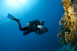 Photo: Diver with camera Diver with camera