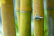 Zen bamboo.