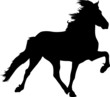 Toelt 17 - IcelandicHorse