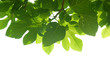Green fig-tree leaves with branch