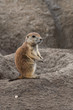 Small prairie dog
