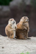 Two prairie dogs