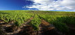 Vignobles de France