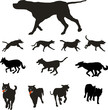 Dogs various