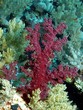 coral
