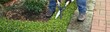 pruning a hedge