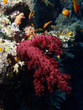 coral