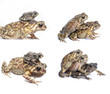 Toad Toad