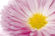 Close-up of golden-daisy or chrysanthemum over white