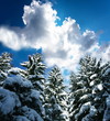 Frozen trees