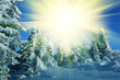 Winter season in forest