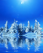 Winters forest