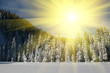 Winters in forest