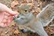 hungry squirrel