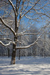 Forest in winter