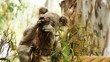 Various shots of a Koala