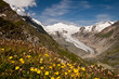 Blumen vor der Pasterze Blumen vor der Pasterze