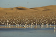 Photo: Sanddünen in Agadir mit Möwen Sanddünen in Agadir mit Möwen