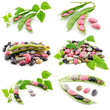 Collection of Ripe Haricot Beans with Seed Isolated on White