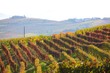 autumnal landscape with vineyards in the Langhe shire, Italy