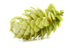 hops